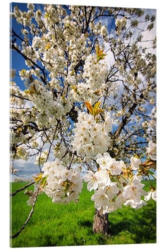 Stampa su vetro acrilico Cherry blossoms in spring