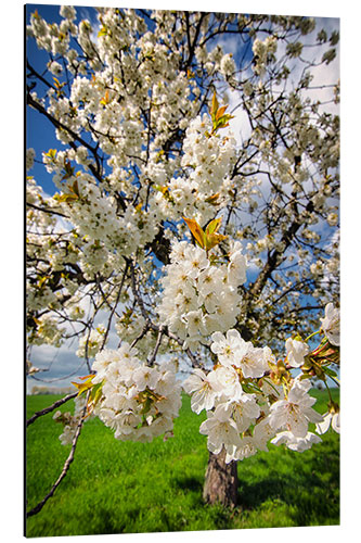 Cuadro de aluminio Cherry blossoms in spring