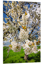 Foam board print Cherry blossoms in spring