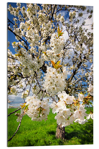 Stampa su plexi-alluminio Cherry blossoms in spring