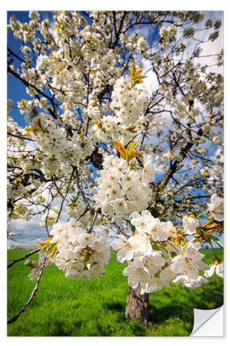 Wandsticker Kirschlüten im Frühling