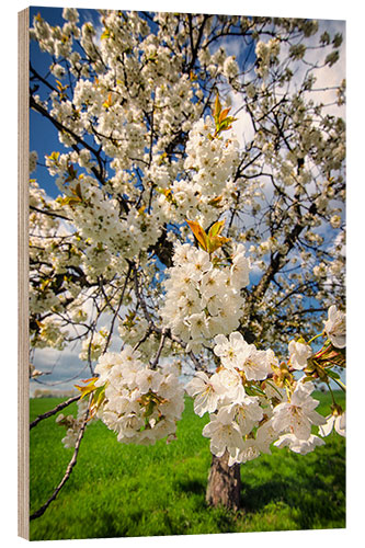 Wood print Cherry blossoms in spring