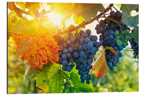 Alumiinitaulu Bunch of black grapes on the vine