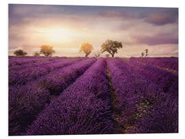 Foam board print Lavender field at sunset, Provence