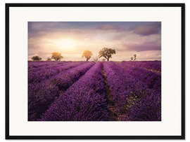 Gerahmter Kunstdruck Lavendelfeld bei Sonnenuntergang, Provence