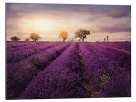 Magnettafel Lavendelfeld bei Sonnenuntergang, Provence