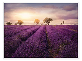 Wandbild  Lavendelfeld bei Sonnenuntergang, Provence - Elena Schweitzer