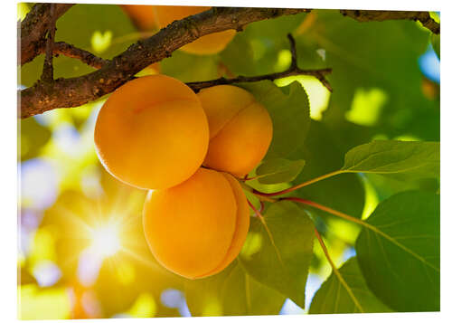 Tableau en verre acrylique Apricot tree with fruits growing in the garden