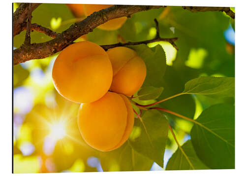 Print på aluminium Apricot tree with fruits growing in the garden