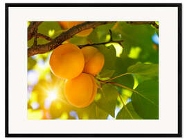 Ingelijste kunstdruk Apricot tree with fruits growing in the garden