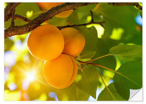 Selvklebende plakat Apricot tree with fruits growing in the garden