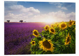 Bilde på skumplate Lavender and sunflowers fields , Provence