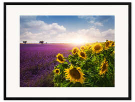 Ingelijste kunstdruk Lavender and sunflowers fields , Provence