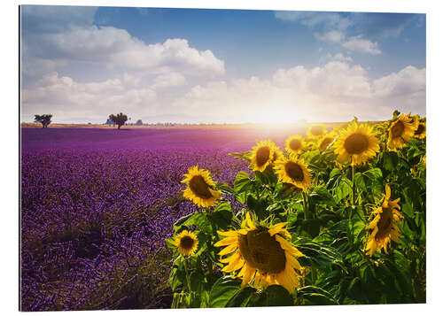 Tableau en plexi-alu Champs de lavande et tournesols, Provence