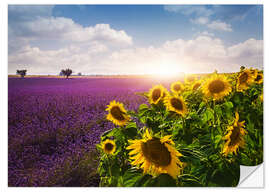 Naklejka na ścianę Lavender and sunflowers fields , Provence