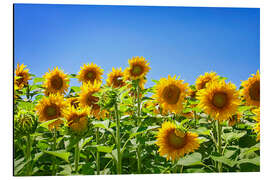 Aluminium print Sunflowers