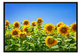 Gerahmter Kunstdruck  Sonnenblumen 