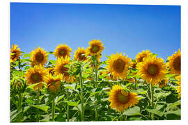 Foam board print Sunflowers