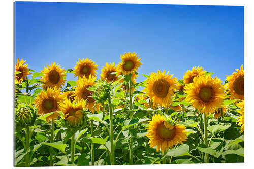 Galleriataulu Sunflowers