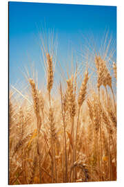 Aluminium print Wheat field against the blue sky