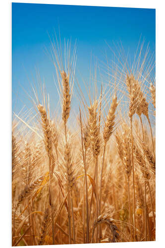 Foam board print Wheat field against the blue sky