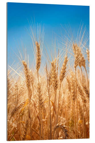 Gallery print Wheat field against the blue sky