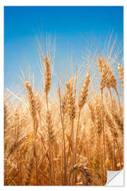 Naklejka na ścianę Wheat field against the blue sky