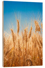 Trebilde Wheat field against the blue sky