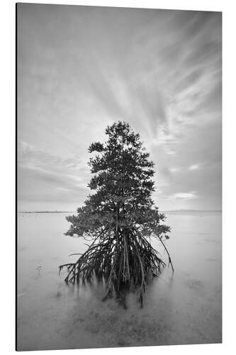 Aluminium print Long exposure of mangrove tree