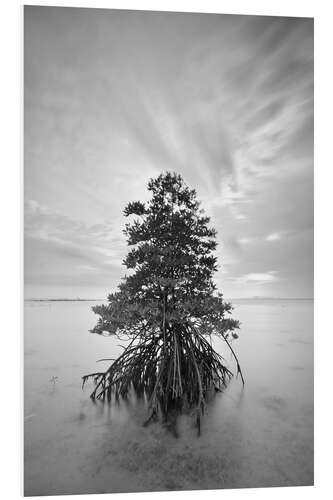 Bilde på skumplate Long exposure of mangrove tree