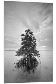 PVC print Long exposure of mangrove tree