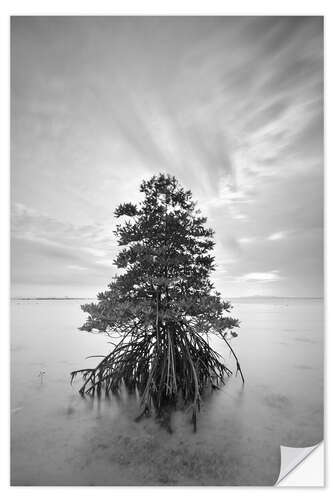 Wall sticker Long exposure of mangrove tree