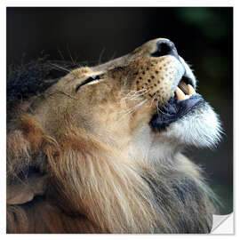 Selvklæbende plakat A close up shot of an African Lion