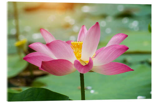 Acrylic print pink lotus flower blooming