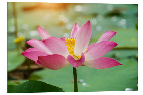 Aluminium print pink lotus flower blooming