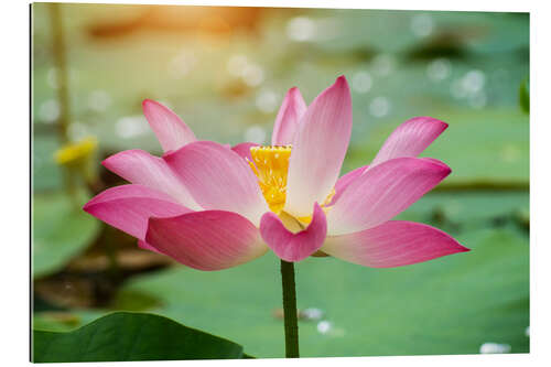 Tableau en plexi-alu pink lotus flower blooming