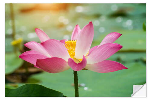 Sticker mural pink lotus flower blooming