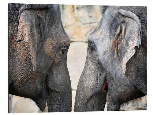 Quadro em plexi-alumínio Amor elefante