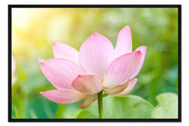 Gerahmter Kunstdruck Lotusblüte und Lotusblumenpflanzen