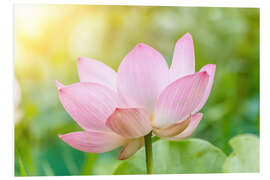 Foam board print Lotus flower and Lotus flower plants