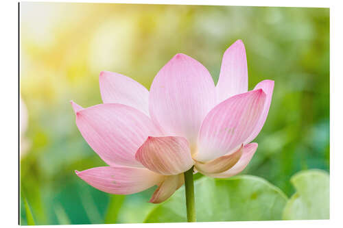 Gallery print Lotus flower and Lotus flower plants