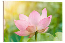 Wood print Lotus flower and Lotus flower plants