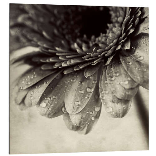 Aluminium print Close up abstract of gerbera flower