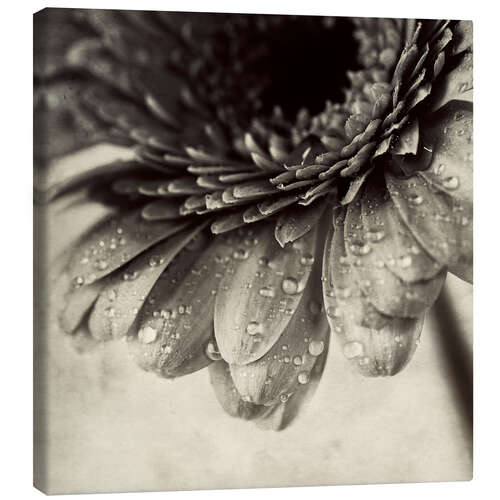 Canvas print Close up abstract of gerbera flower