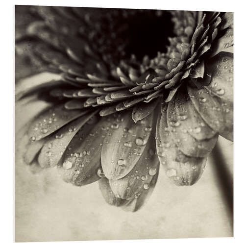 Hartschaumbild Close up Zusammenfassung der Gerbera Blume