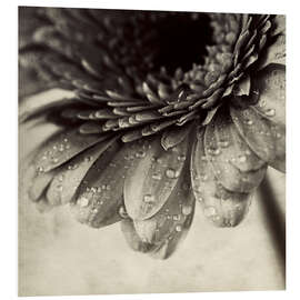 Foam board print Close up abstract of gerbera flower