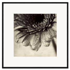 Impresión de arte enmarcada Close up abstract of gerbera flower