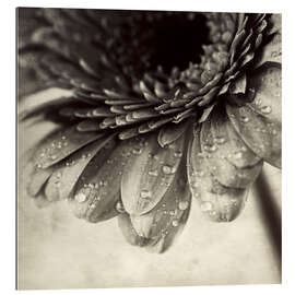 Gallery print Close up abstract of gerbera flower