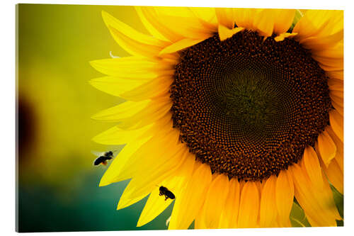 Acrylic print Two bees in sunflower