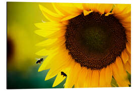 Aluminiumtavla Two bees in sunflower